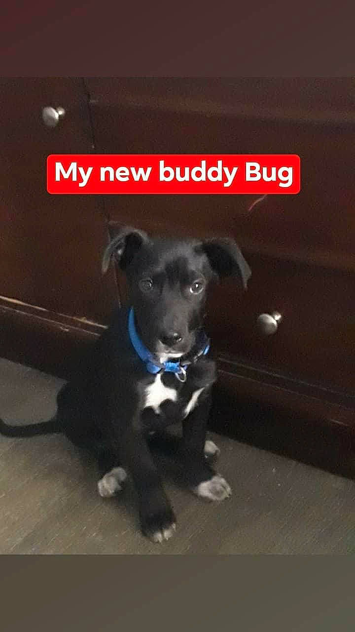 Bug joined the competition — help win amazing prizes! borador, canidae, carnivore, collar, companion_dog, dog, dog_breed, dog_collar, dog_supply, electric_blue, font, logo, non_sporting_group, paw, photo_caption, snout, sporting_group, street_dog, tail, working_animal