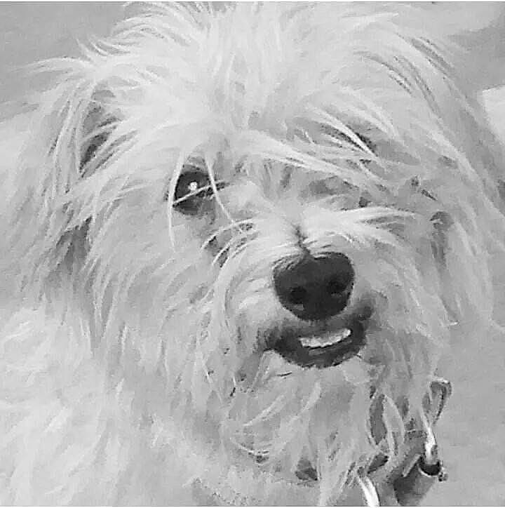 Roscoe joined the competition — help win amazing prizes! ancient_dog_breeds, art, canidae, carnivore, companion_dog, dog, dog_breed, fur, monochrome, monochrome_photography, non_sporting_group, painting, shih_poo, small_terrier, sporting_group, terrier, toy_dog, water_dog, working_animal