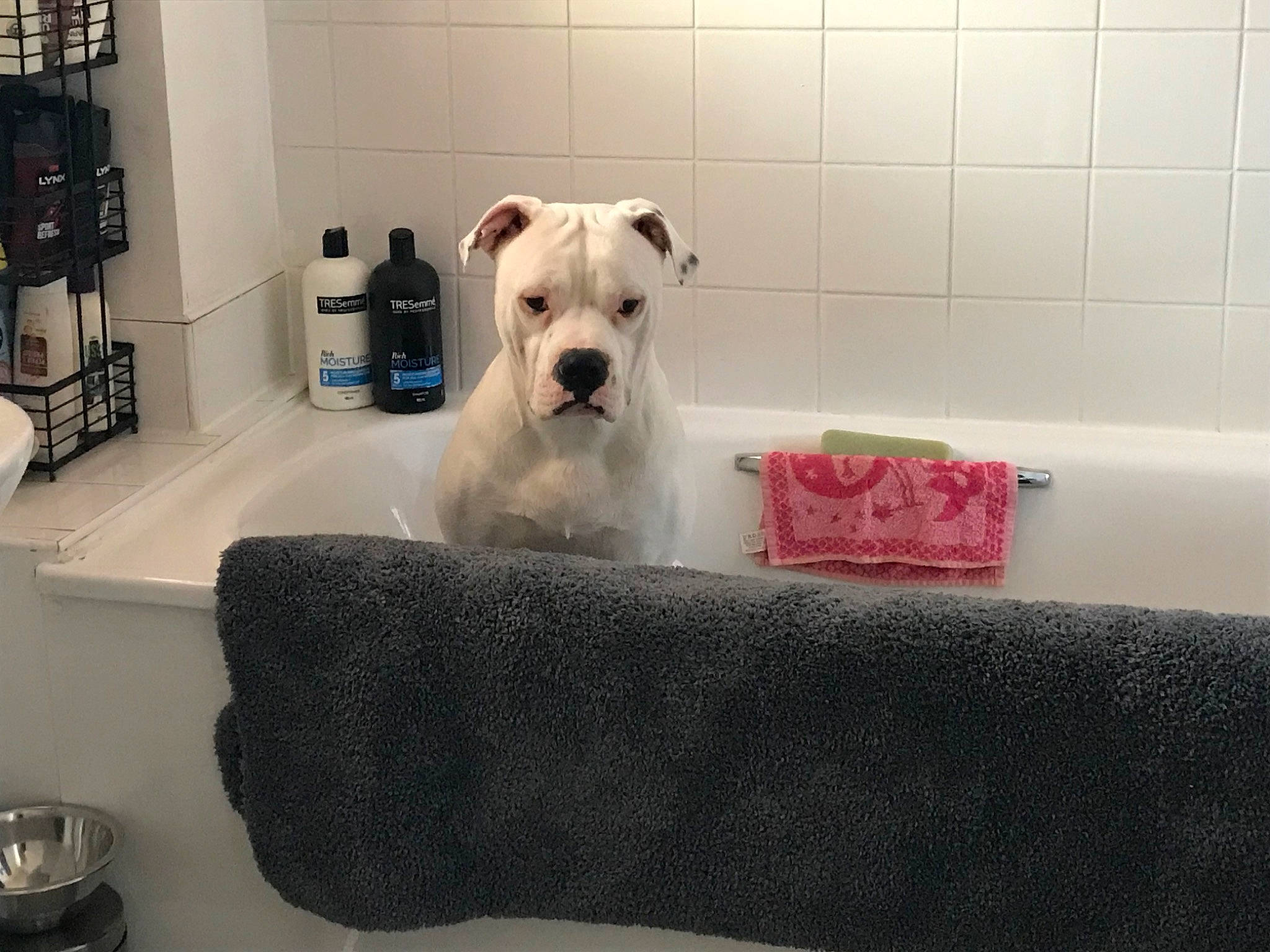 Leo is registered to the contest to win money with this photo: carnivore, collar, comfort, companion_dog, couch, dog, dog_breed, dog_supply, fawn, felidae, flooring, fur, linens, pet_supply, room, snout, sporting_group, terrier, toy_dog, whiskers