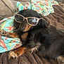 dog, dachshund, long_haired_dachshund, sunglasses, glasses, blanket, couch, pet, resting, cozy, fur, paw, snout, whiskers, indoor, living_room, relaxed, plush_blanket, sleepy, accessory