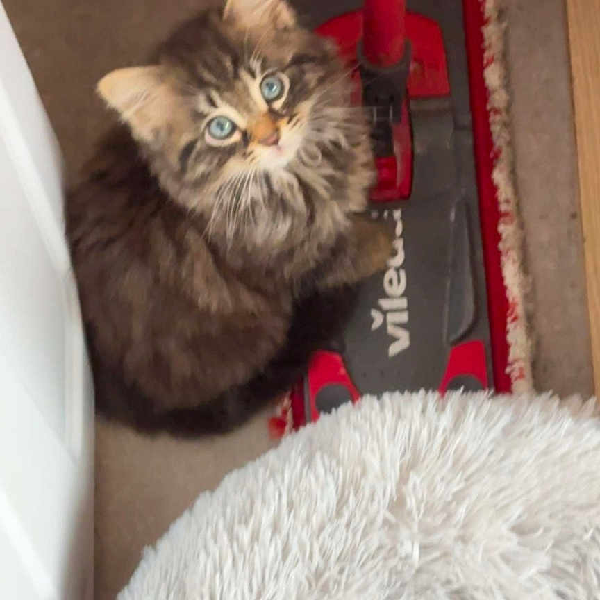 Sky a rejoint le concours — aidez-le/la à gagner de superbes lots ! animal, blue_eyes, cat, cozy, curious, cute, feline, floor, fluffy, furniture, household, indoor, kitten, looking_up, mop, pet, red, rug, small, tabby