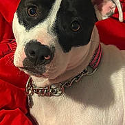 Rogue is registered to the contest to win money with this photo: dog, portrait, black_and_white, pit_bull, close_up, pet, animal, face, eyes, nose, ears, head_tilt, collar, chain_collar, red_blanket, indoors, lying_down, relaxed, alert, photography
