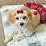 dog, white_dog, pet, cute, bow, red_bow, plaid_skirt, clothing, blanket, cozy, indoor, animal, fur, small_dog, relaxed, lying_down, ears, face, adorable, companion