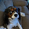 animal, black_fur, blanket, blue_eyes, brown_fur, cavalier_king_charles_spaniel, close_up, companion, couch, cozy, curious, dog, fur, home, indoor, looking, pet, portrait, resting, white_fur