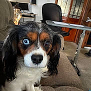 Charlie is registered to the contest to win money with this photo: animal, black, brown, carpet, chair, closeup, couch, curious, desk, dog, domestic_animal, ears, fur, furniture, heterochromia, home_office, indoor, lamp, pet, white