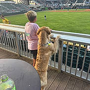 Rosie is registered to the contest to win money with this photo: dog, golden_retriever, boy, baseball_game, stadium, spectators, outdoor, fence, railing, sports, grass, field, table, bottle, wooden_floor, daylight, casual_clothing, standing, leash, collar