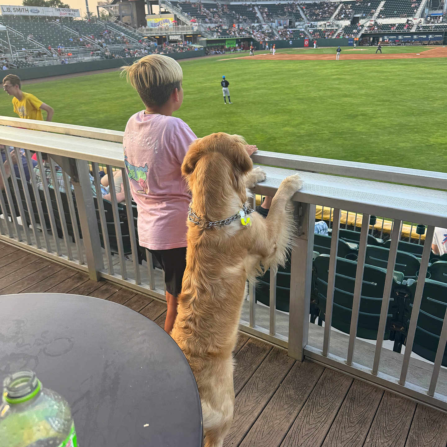 Rosie is registered to the contest to win money with this photo: baseball_game, bottle, boy, casual_clothing, collar, daylight, dog, fence, field, golden_retriever, grass, leash, outdoor, railing, spectators, sports, stadium, standing, table, wooden_floor