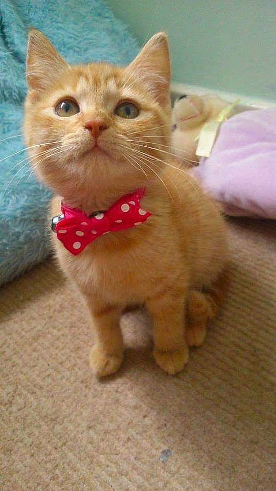 Faith is registered to the contest to win money with this photo: art, carnivore, cat, claw, domestic_short_haired_cat, fawn, felidae, flooring, fur, paw, small_to_medium_sized_cats, surprised, tail, terrestrial_animal, toy, whiskers, wood