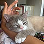 Ash is registered to the contest to win money with this photo: cat, sleepy, gray_cat, white_paws, pet, resting, arm, hand, person, bookshelf, books, can, remote_control, bed, floral_bedspread, indoor, cozy, close_up, relaxed, home