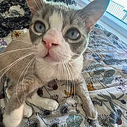 Ash joined the competition — help win amazing prizes! cat, close_up, blue_eyes, pink_nose, whiskers, bedspread, floral_pattern, indoor, window, natural_light, pet, feline, curious, animal, soft_focus, fur, paw, home, cozy, daylight