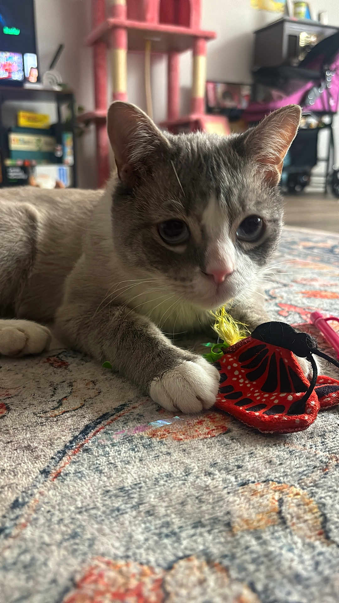 Ash is registered to the contest to win money with this photo: cat, toy, carpet, indoor, pet, paw, closeup, curious, feline, home, pattern, colorful, butterfly, soft_focus, ears, whiskers, relaxed, floor, domestic_animal, play
