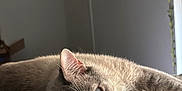 Ash is registered to the contest to win money with this photo: cat, blue_eyes, indoor, bedspread, floral_pattern, resting, feline, soft_light, cozy, relaxed, whiskers, pink_nose, ears, close_up, animal, pet, comfort, quiet, home, sleepy