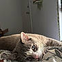 cat, blue_eyes, indoor, bedspread, floral_pattern, resting, feline, soft_light, cozy, relaxed, whiskers, pink_nose, ears, close_up, animal, pet, comfort, quiet, home, sleepy