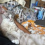 Ash is registered to the contest to win money with this photo: cat, sleepy, relaxed, bed, bedding, floral_pattern, arm, person, indoor, cozy, feline, pet, resting, fur, whiskers, paws, headboard, pillow, blanket, tablet