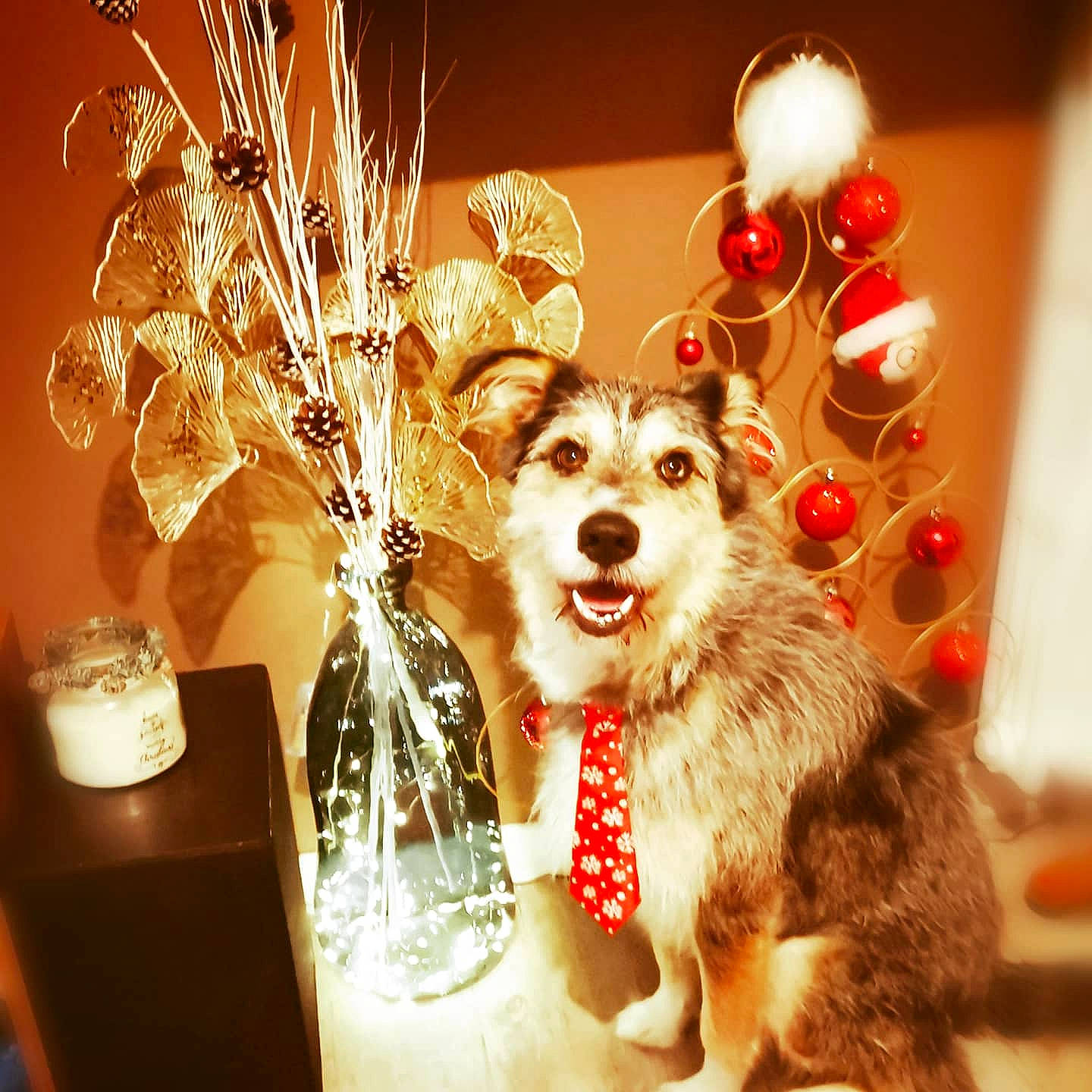 Maurice participe au concours pour gagner de l'argent avec cette photo : canidae, carnivore, christmas, christmas_decoration, collar, companion_dog, dog, dog_breed, dog_collar, dog_supply, fur, home_accessories, interior_design, ornament, pet_supply, snout, sporting_group, still_life_photography, tongue, whiskers