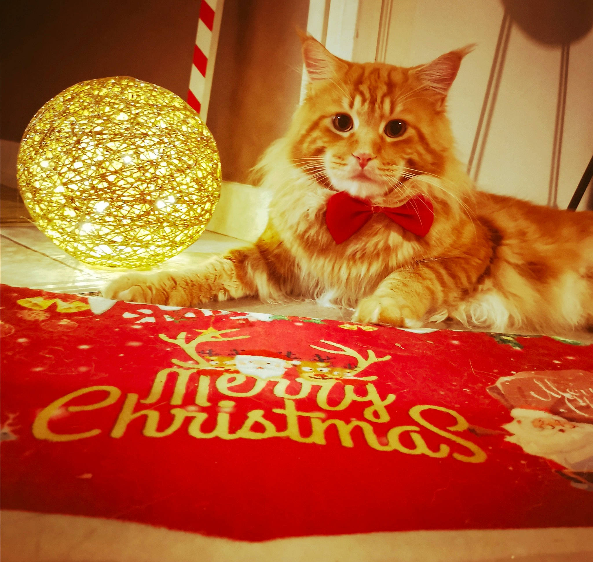 Preston a rejoint le concours — aidez-le/la à gagner de superbes lots ! ball, carnivore, cat, cat_supply, decoration, felidae, fur, kitten, pet_supply, small_to_medium_sized_cats, sphere, vertebrate, whiskers