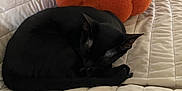 Bynx Vadar joined the competition — help win amazing prizes! animal, black_cat, cat, comfort, couch, cozy, curled_up, feline, fur, home, indoor, orange, pet, plush_pillow, pumpkin_pillow, quiet, quilted, relaxation, resting, sleeping