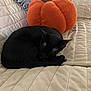 animal, black_cat, cat, comfort, couch, cozy, curled_up, feline, fur, home, indoor, orange, pet, plush_pillow, pumpkin_pillow, quiet, quilted, relaxation, resting, sleeping