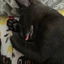 Bynx Vadar is registered to the contest to win money with this photo: animal, black_cat, blanket, cat, close_up, comfort, cozy, cute, feline, fur, indoor, nap, paw, pet, relaxed, resting, sleeping, soft, tongue_out, whiskers