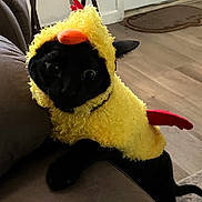 Bynx Vadar joined the competition — help win amazing prizes! animal, black_cat, cat, chicken_costume, costume, couch, curious, cute, domestic, floor, funny, furry, home, indoor, orange, pet, pet_costume, playful, red, yellow