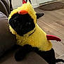 animal, black_cat, cat, chicken_costume, costume, couch, curious, cute, domestic, floor, funny, furry, home, indoor, orange, pet, pet_costume, playful, red, yellow