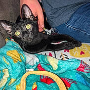 Bynx Vadar is registered to the contest to win money with this photo: animal, black_cat, blanket, colorful_blanket, couch, cozy, cute, domestic_animal, feline, fur, gray_shirt, hand, indoor, jeans, kitten, pet, relaxing, resting, whiskers, yellow_eyes
