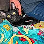 animal, black_cat, blanket, colorful_blanket, couch, cozy, cute, domestic_animal, feline, fur, gray_shirt, hand, indoor, jeans, kitten, pet, relaxing, resting, whiskers, yellow_eyes
