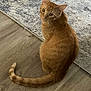 animal, cat, companion, curious, cute, domestic_cat, ears, feline, floor, fur, ginger_cat, indoor, looking_back, mammal, pet, rug, sitting, tail, whiskers, wooden_floor