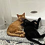 Luke Skygrape joined the competition — help win amazing prizes! animal, bath_mat, bathroom, bathtub, black_cat, cat, cats, cozy, curious, cute, feline, floor_tiles, ginger_cat, indoor, patterned_floor, pet, playful, relaxed, resting, tile_floor