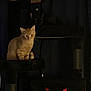 animal, black_cat, cat, cat_tree, cats, cozy, cute, dark, decor, feline, furniture, ginger_cat, home, indoor, mysterious, pet, pets, playful, quiet, resting