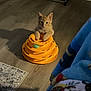 animal, ball, blanket, cat, circular_toy, curious, feline, floor, furniture, home, indoor, kitten, orange_cat, orange_color, pet_toy, playful, shadow, soft_texture, wooden_floor, young_cat