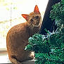 artificial_tree, cat, christmas_tree, curious, curtain, domestic_animal, feline, greenery, holiday_decor, houseplant, indoor, looking, natural_light, orange_cat, pets, sitting, tail, whiskers, window, windowsill
