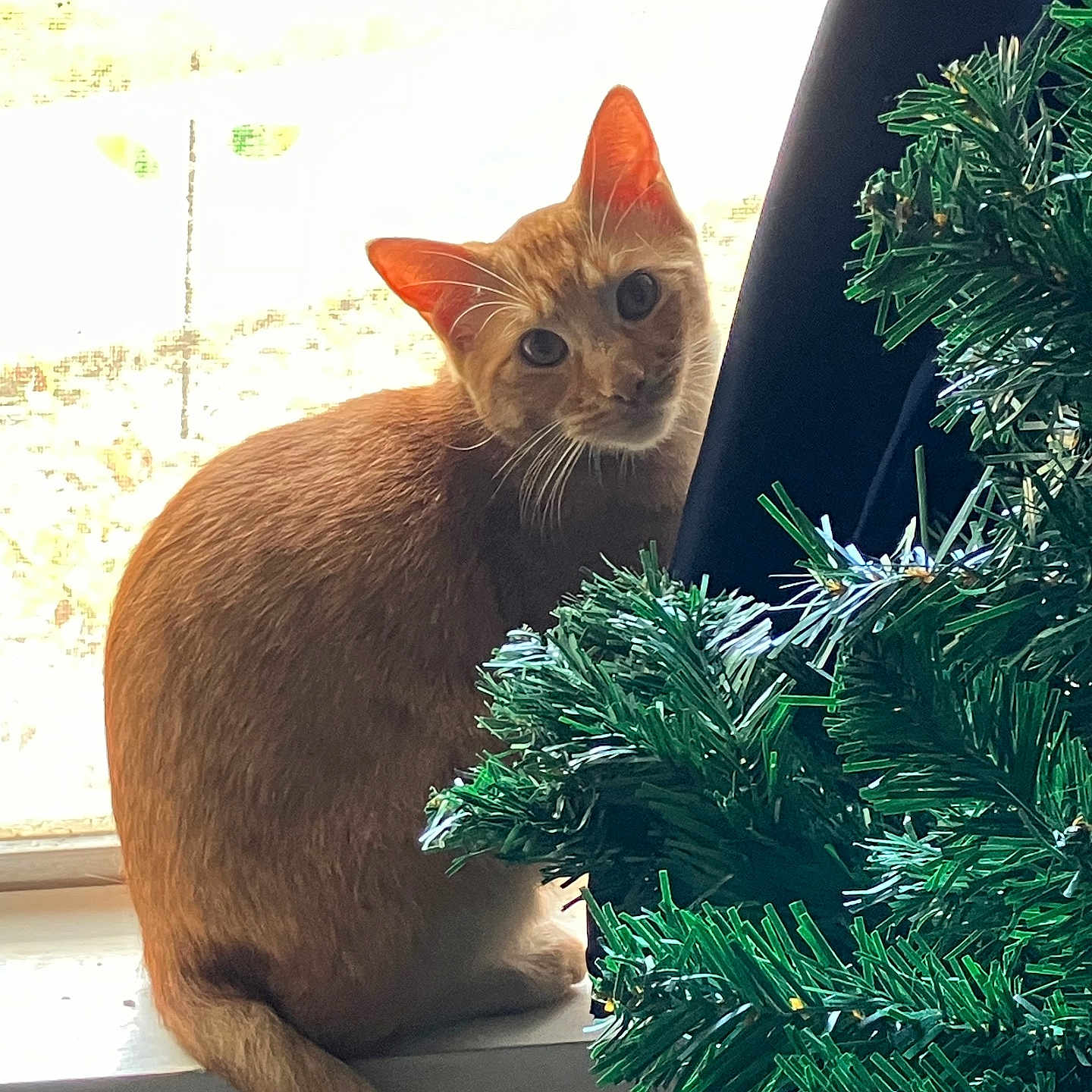 Luke Skygrape joined the competition — help win amazing prizes! artificial_tree, cat, christmas_tree, curious, curtain, domestic_animal, feline, greenery, holiday_decor, houseplant, indoor, looking, natural_light, orange_cat, pets, sitting, tail, whiskers, window, windowsill