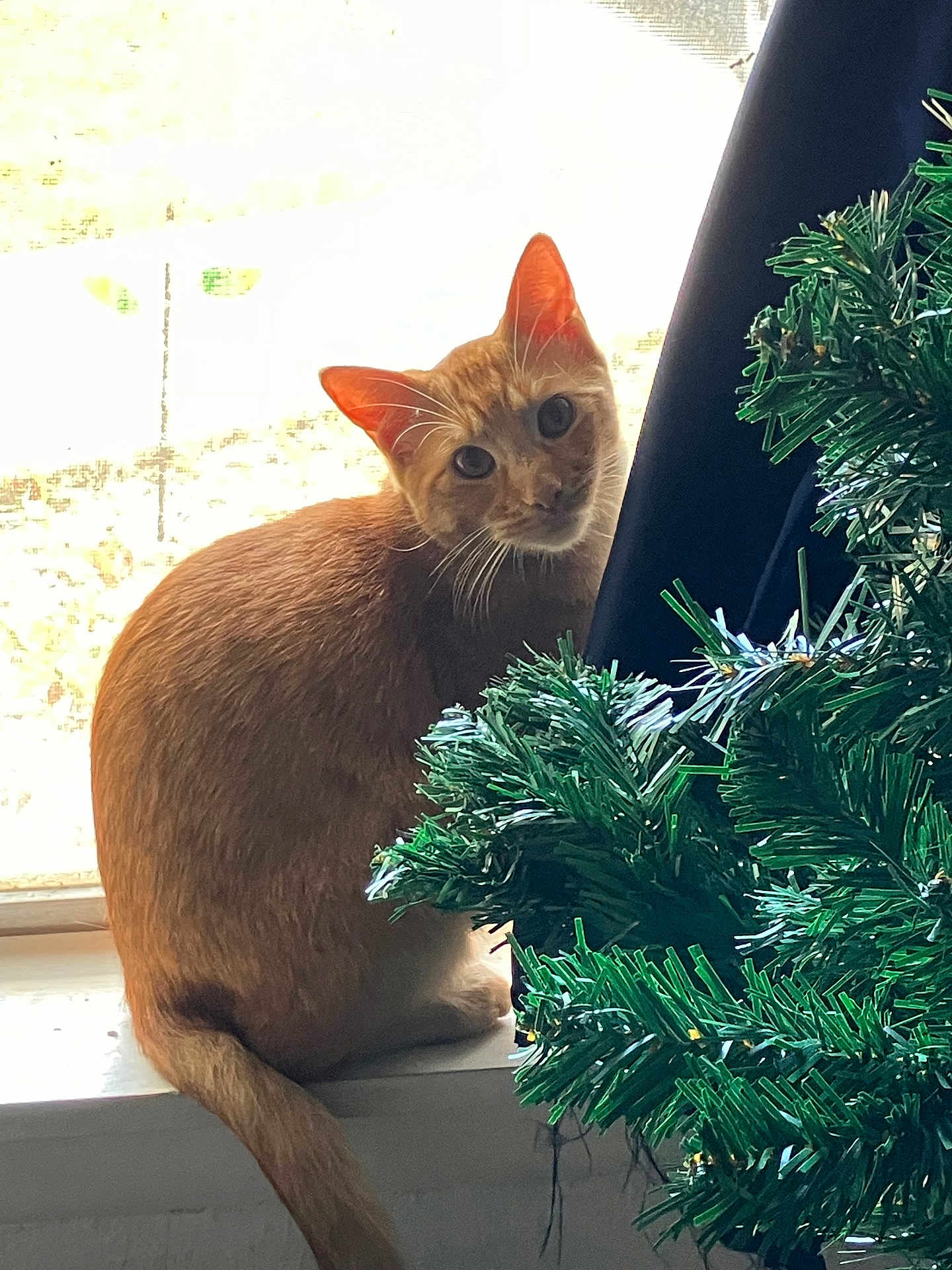 Luke Skygrape joined the competition — help win amazing prizes! artificial_tree, cat, christmas_tree, curious, curtain, domestic_animal, feline, greenery, holiday_decor, houseplant, indoor, looking, natural_light, orange_cat, pets, sitting, tail, whiskers, window, windowsill