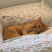 Luke Skygrape is registered to the contest to win money with this photo: cat, comfort, couch, cozy, cute, domestic_animal, feline, floral_pattern, furniture, home, indoor, nap, orange_tabby, peaceful, pet, quilt, relaxation, resting, sleeping, soft_light