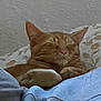 Luke Skygrape is registered to the contest to win money with this photo: animal, blanket, cat, closeup, comfort, cozy, cute, cute_pet, domestic, feline, fur, ginger_cat, indoor, nap, paw, pet, relaxation, resting, sleeping, soft