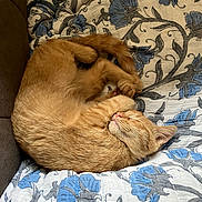 Luke Skygrape is registered to the contest to win money with this photo: blue, cat, cozy, curled_up, cute, domestic_animal, feline, floral_pattern, fur, ginger_cat, gray, indoors, nap, pet, pink_nose, quilt, relaxed, resting, sleeping, whiskers