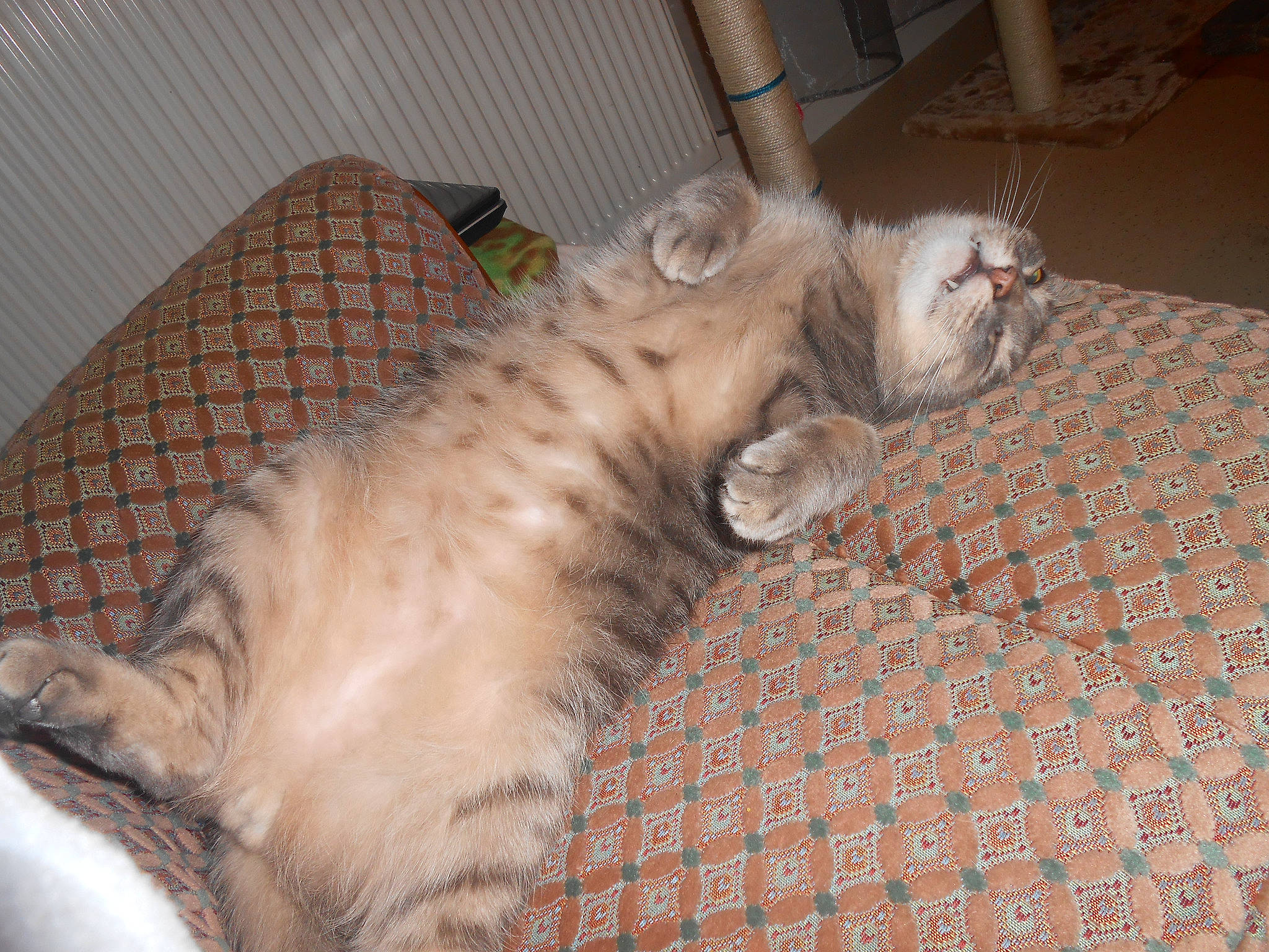 Roméo participe au concours pour gagner de l'argent avec cette photo : american_curl, carnivore, cat, domestic_long_haired_cat, european_shorthair, fawn, felidae, mammal, nap, norwegian_forest_cat, paw, ragamuffin, siberian, small_to_medium_sized_cats, whiskers