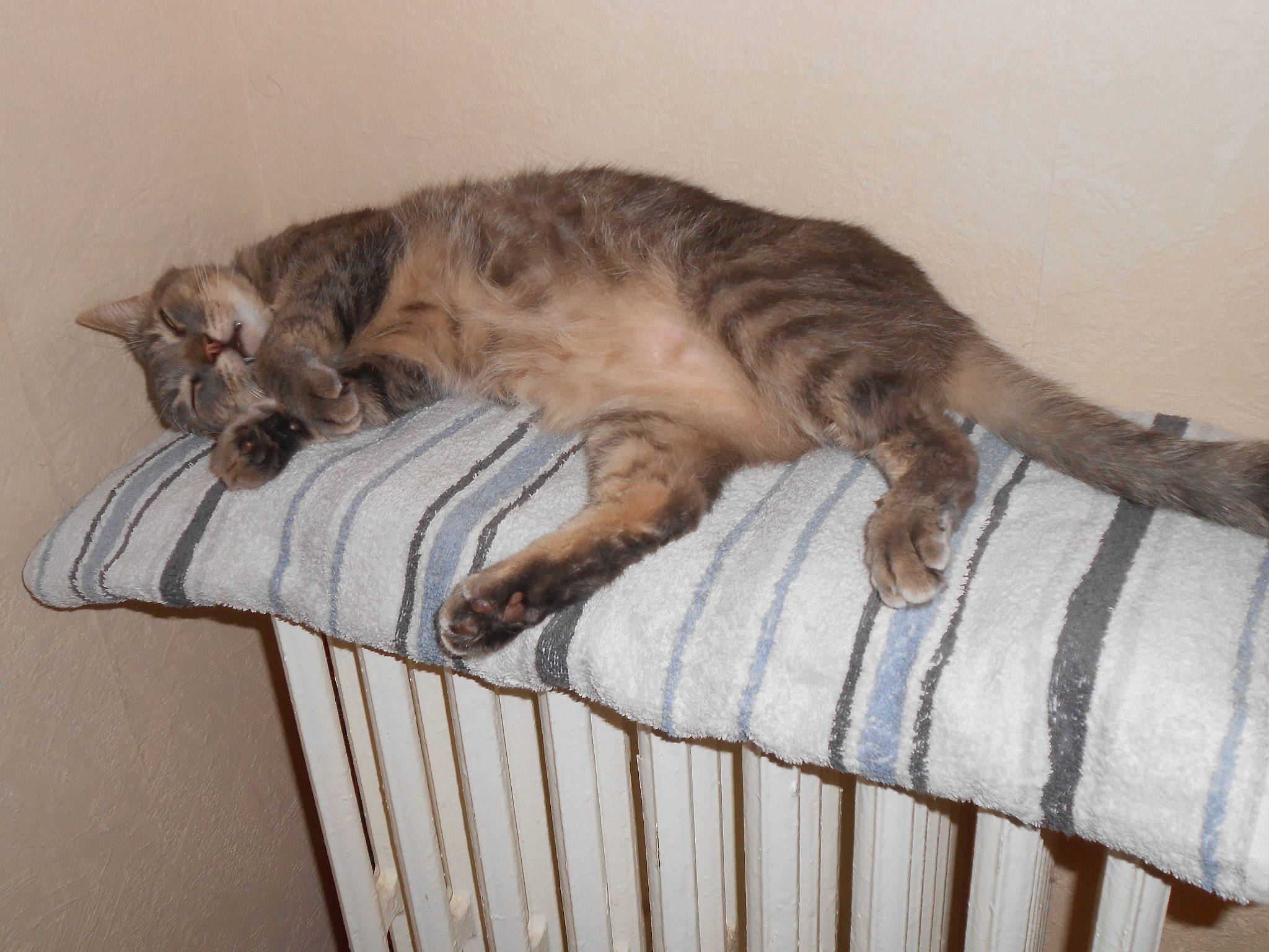 Roméo participe au concours pour gagner de l'argent avec cette photo : asian, australian_mist, carnivore, cat, cat_bed, domestic_short_haired_cat, dragon_li, european_shorthair, felidae, kitten, mammal, nap, ocicat, pixie_bob, small_to_medium_sized_cats, tail, whiskers