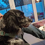 Ruby participe au concours pour gagner de l'argent avec cette photo : dog, black_and_white, collar, couch, indoor, window, trees, person_hand, jeans, floor_tiles, baby_bottle, toys, home, pet, seated, side_view, fur, domestic_animal, relaxing, living_room