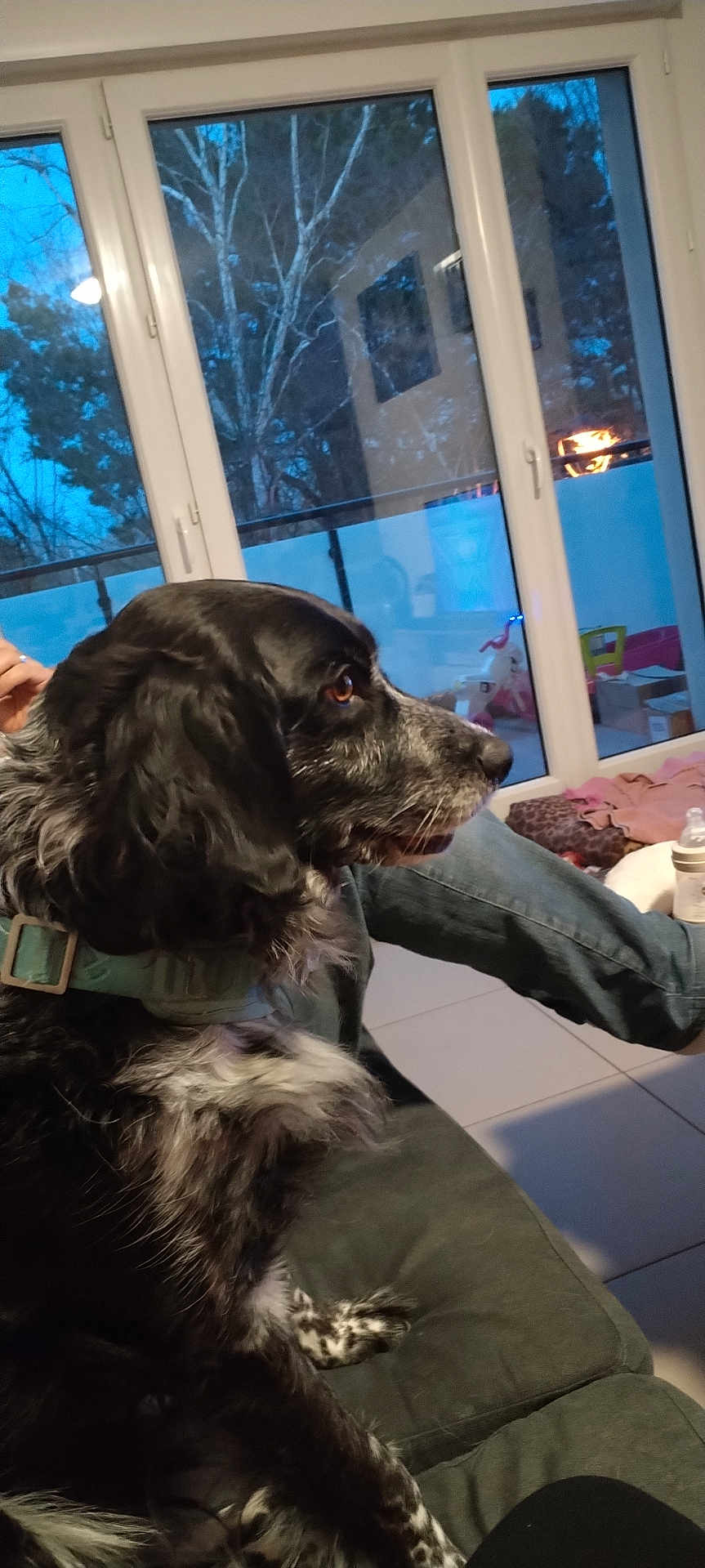 Ruby participe au concours pour gagner de l'argent avec cette photo : dog, black_and_white, collar, couch, indoor, window, trees, person_hand, jeans, floor_tiles, baby_bottle, toys, home, pet, seated, side_view, fur, domestic_animal, relaxing, living_room