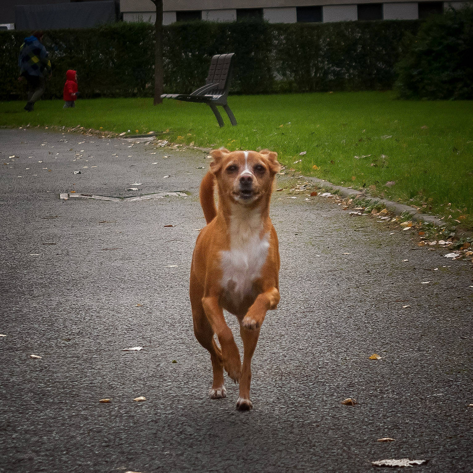 Voyou a rejoint le concours — aidez-le/la à gagner de superbes lots ! canidae, carnivore, companion_dog, dog, dog_breed, fawn, hunting_dog, mammal, portuguese_pointer, rare_breed_dog, rhodesian_ridgeback, sporting_group, street_dog, vertebrate