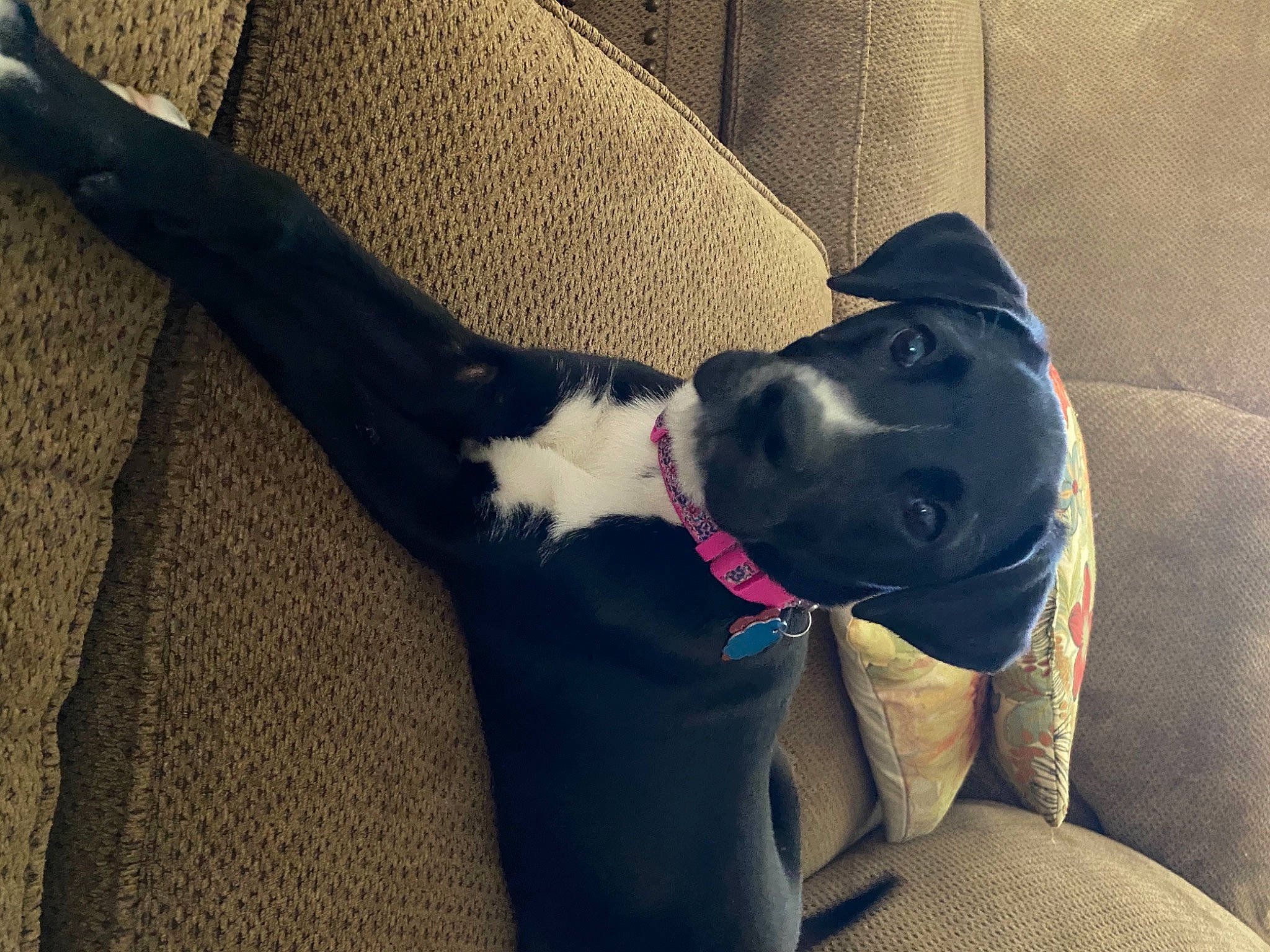 Lucy is registered to the contest to win money with this photo: carnivore, collar, comfort, companion_dog, dog, dog_breed, dog_collar, ear, electric_blue, fashion_accessory, fawn, grey, non_sporting_group, selfie, snout, sporting_group, tail, tints_and_shades, working_animal, working_dog