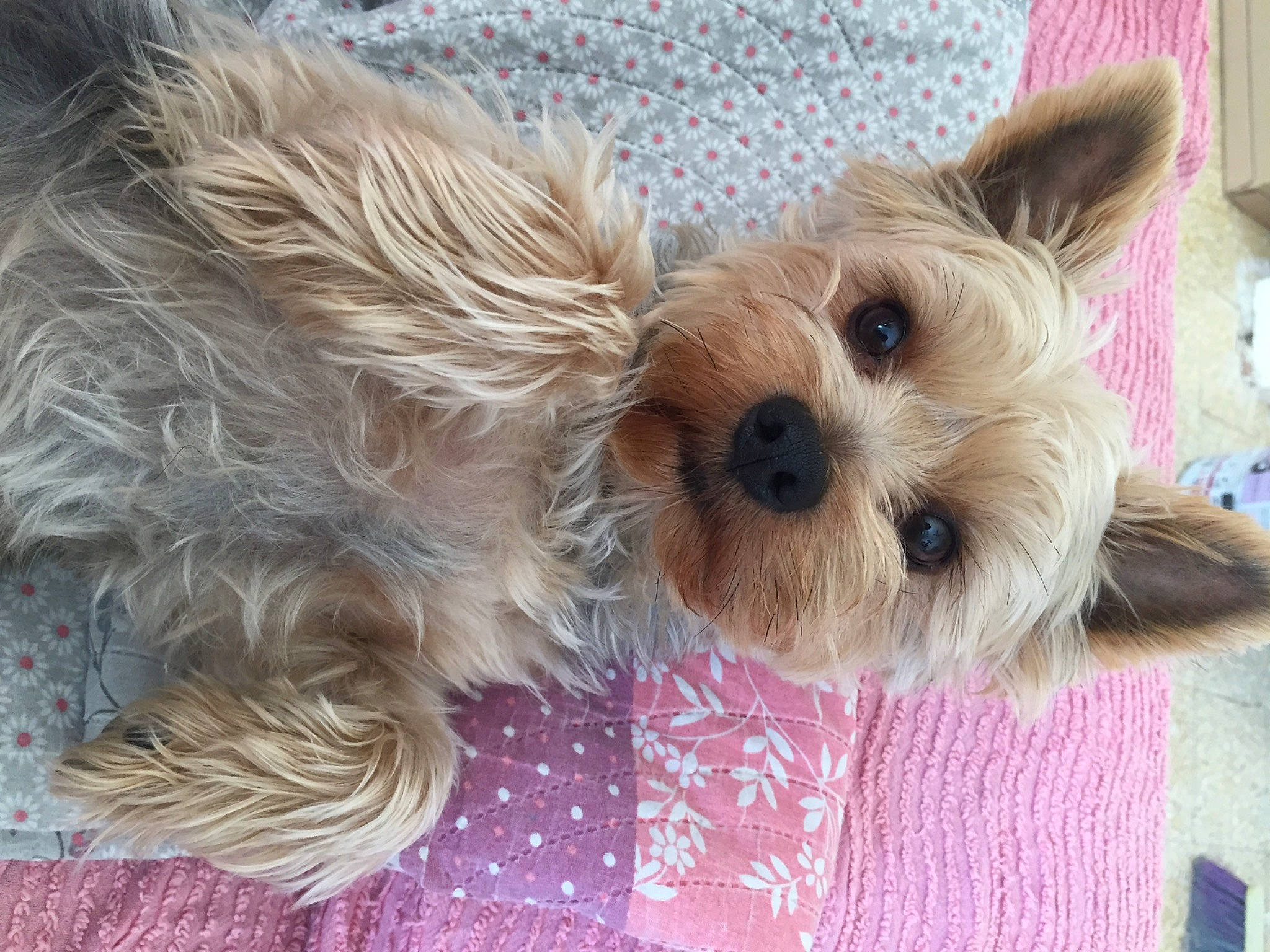 Kiki participe au concours pour gagner de l'argent avec cette photo : canidae, carnivore, collar, companion_dog, dog, dog_breed, dog_clothes, dog_supply, fawn, fur, liver, pet_supply, small_terrier, snout, sporting_group, terrier, toy, toy_dog, working_animal, yorkshire_terrier