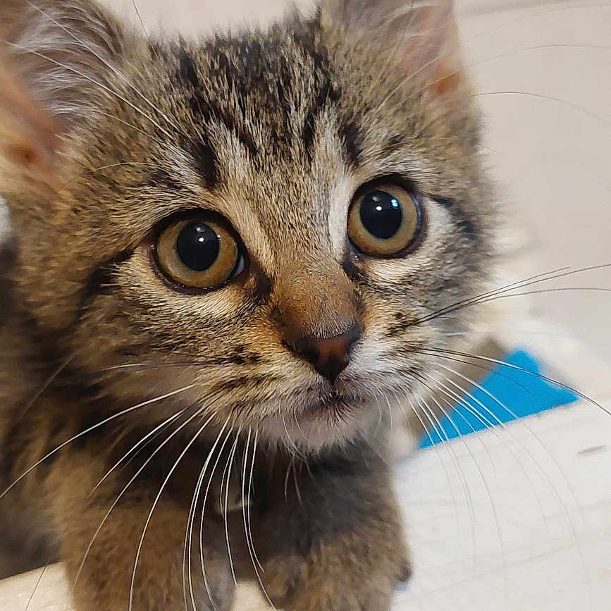 Isis participe au concours pour gagner de l'argent avec cette photo : animal, cat, close_up, curious, cute, domestic, eyes, face, feline, fur, indoor, kitten, mammal, paws, pet, portrait, small, tabby, whiskers, young