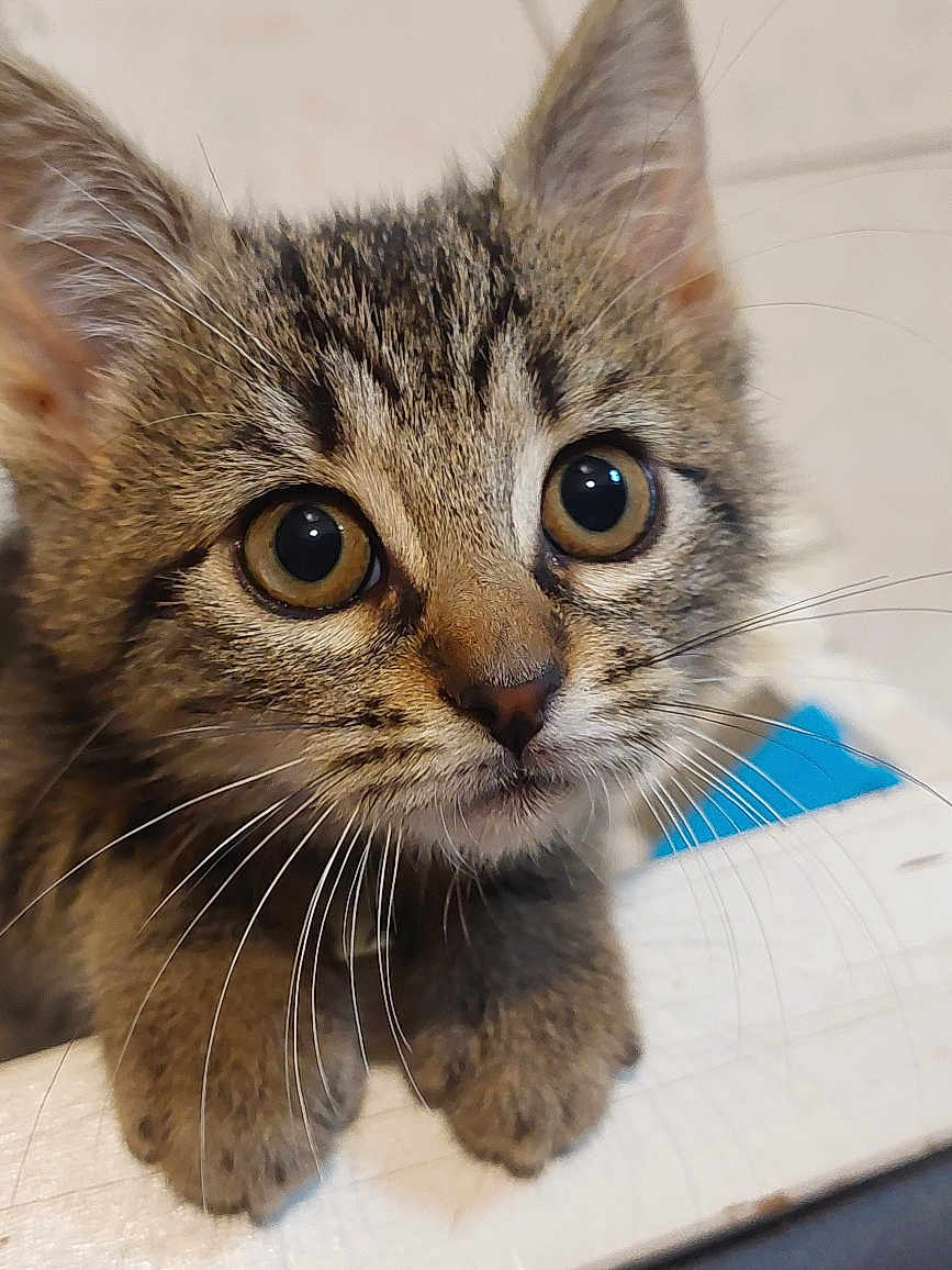 Isis participe au concours pour gagner de l'argent avec cette photo : kitten, cat, tabby, close_up, whiskers, curious, cute, pet, fur, animal, small, young, face, eyes, paws, indoor, mammal, domestic, feline, portrait