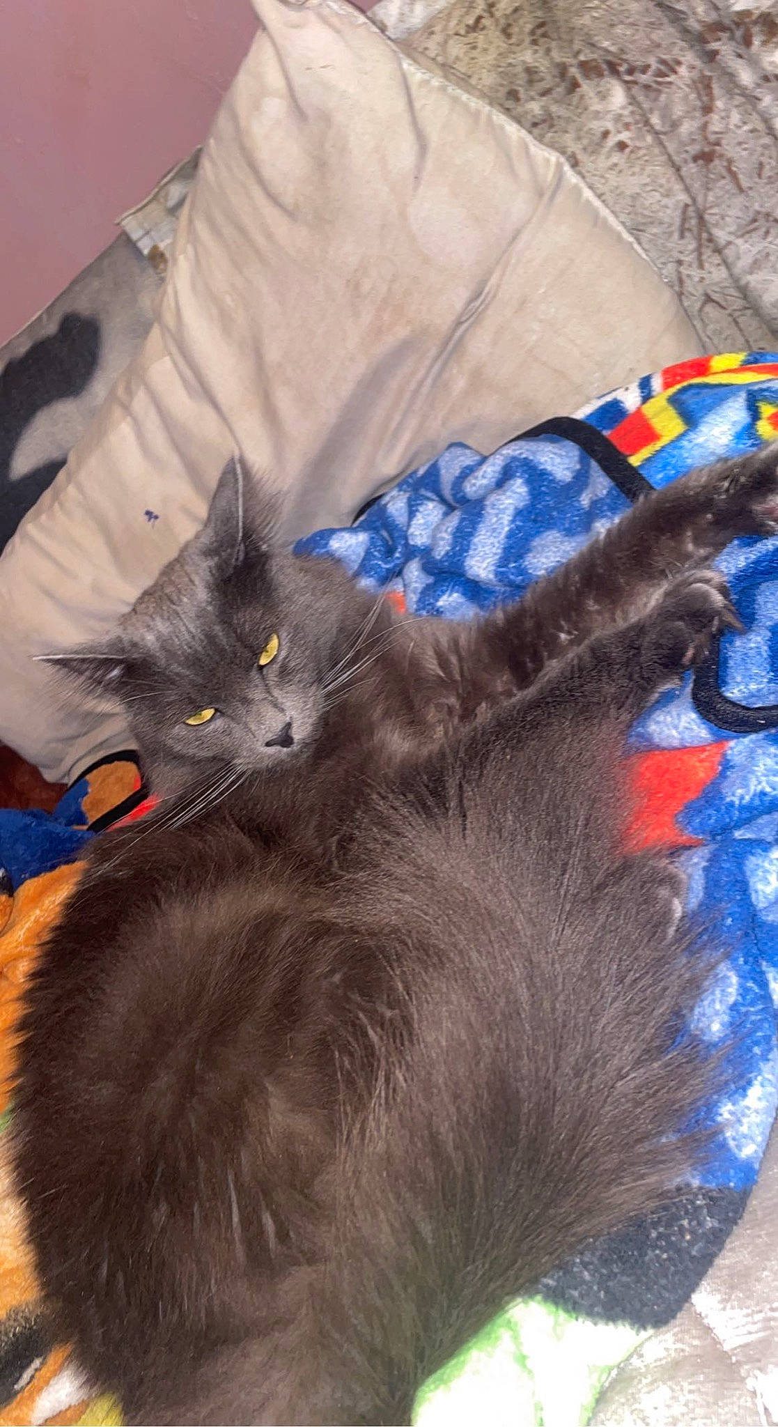 Grey Beard is registered to the contest to win money with this photo: bag, black_cat, carnivore, cat, claw, comfort, domestic_short_haired_cat, electric_blue, felidae, fur, grey, linens, mammal, nap, paw, russian_blue, small_to_medium_sized_cats, tail, vertebrate, whiskers