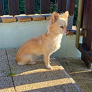 Romy a rejoint le concours — aidez-le/la à gagner de superbes lots ! dog, small_dog, light_tan, fluffy, sitting, patio, stone_floor, sunlight, shadows, wooden_fence, outdoor, calm, contemplative, pet, animal, ears_up, daylight, texture, greenery, quiet