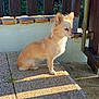 dog, small_dog, light_tan, fluffy, sitting, patio, stone_floor, sunlight, shadows, wooden_fence, outdoor, calm, contemplative, pet, animal, ears_up, daylight, texture, greenery, quiet