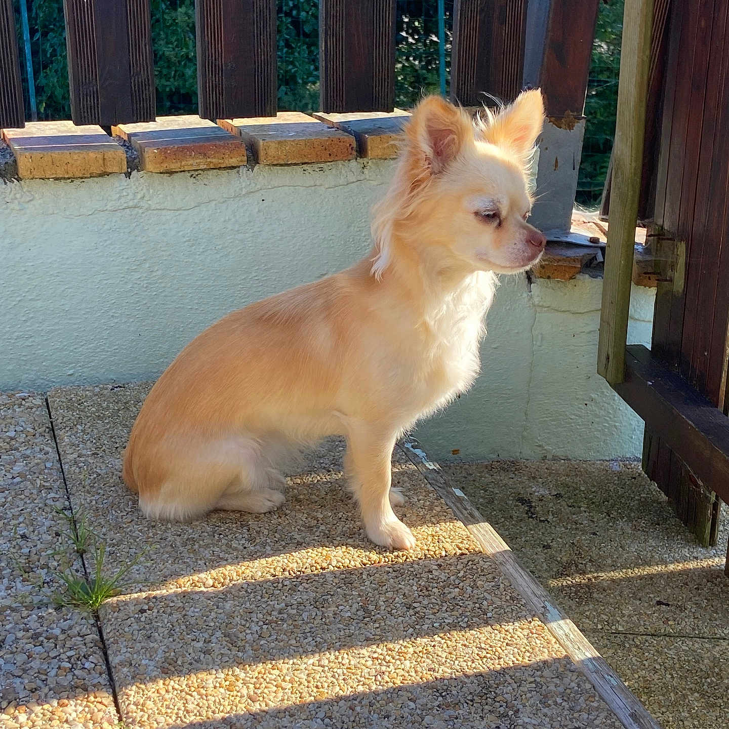 Romy a rejoint le concours — aidez-le/la à gagner de superbes lots ! animal, calm, contemplative, daylight, dog, ears_up, fluffy, greenery, light_tan, outdoor, patio, pet, quiet, shadows, sitting, small_dog, stone_floor, sunlight, texture, wooden_fence
